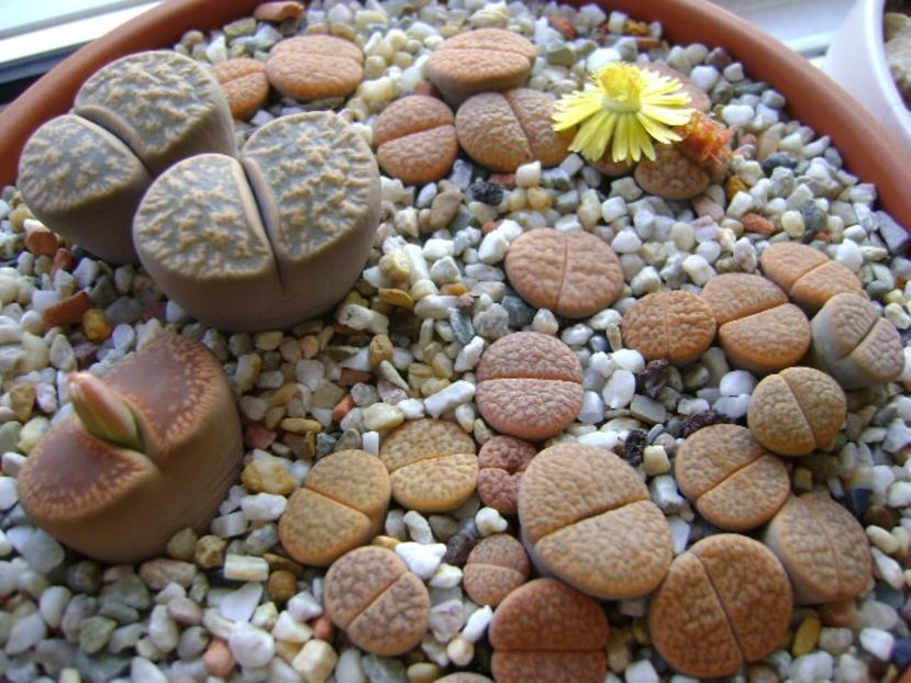 Lithops - Suculente 2018