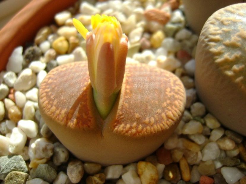 Lithops - Suculente 2018