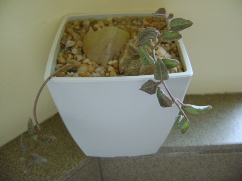 Ceropegia sp. - Caudiciforme si bulbi 2018