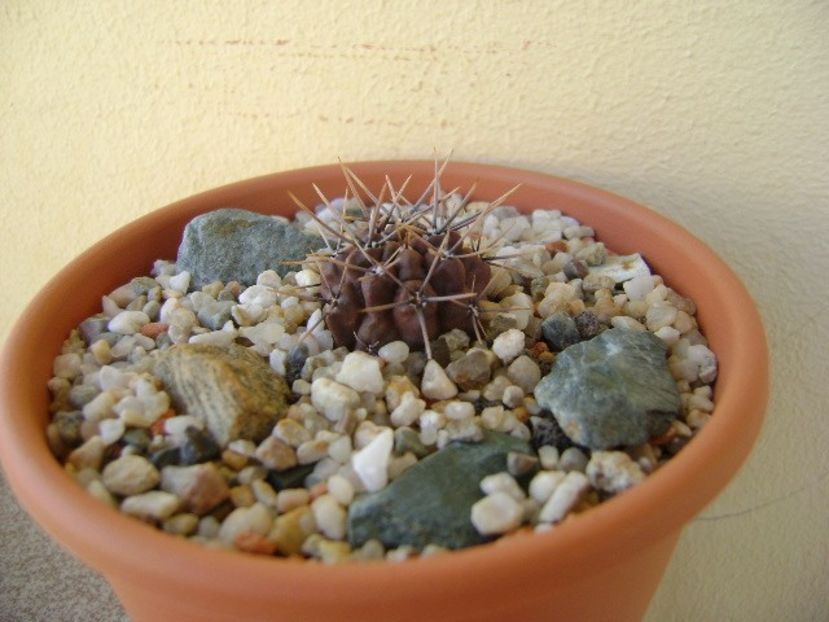 Gymnocalycium gibbosum v. nigrum - Cactusi 2018 Gymnocalycium