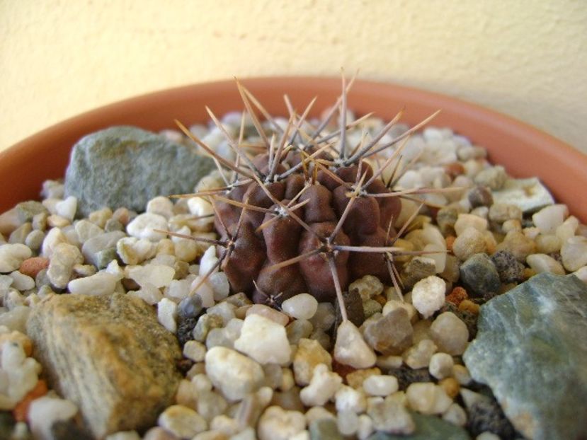 Gymnocalycium gibbosum v. nigrum - Cactusi 2018 Gymnocalycium