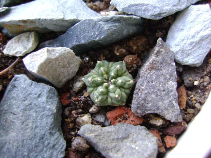 Aztekium ritteri, Rayones, Mx - Cactusi 2018 continuare