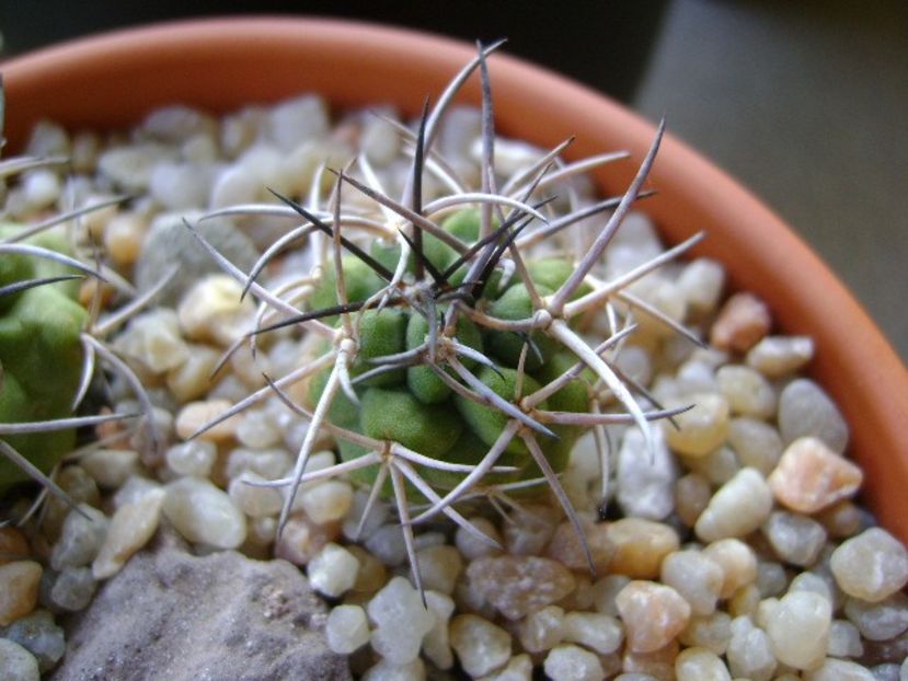 Copiapoa coquimbana v. wagenknechtii - Cactusi 2018 continuare