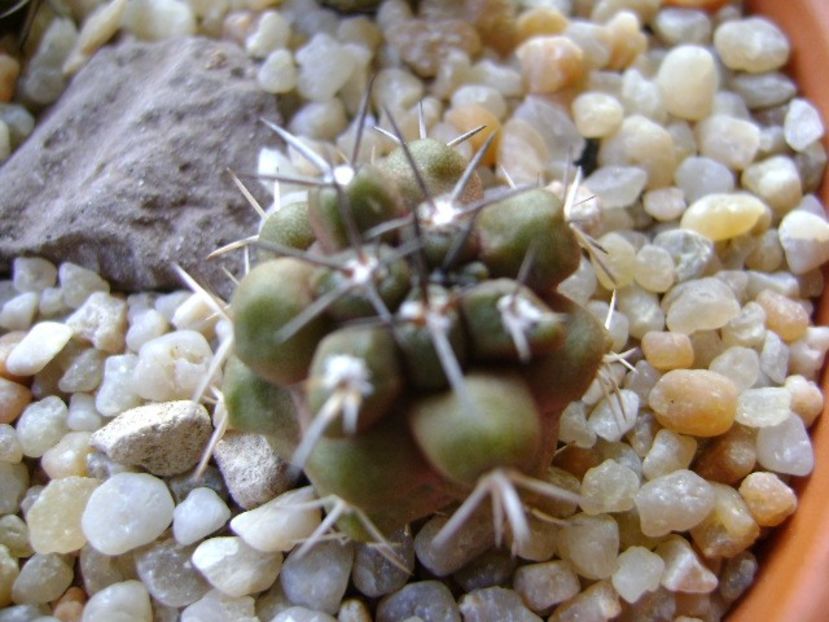 Copiapoa coquimbana v. fiedleriana - Cactusi 2018 continuare