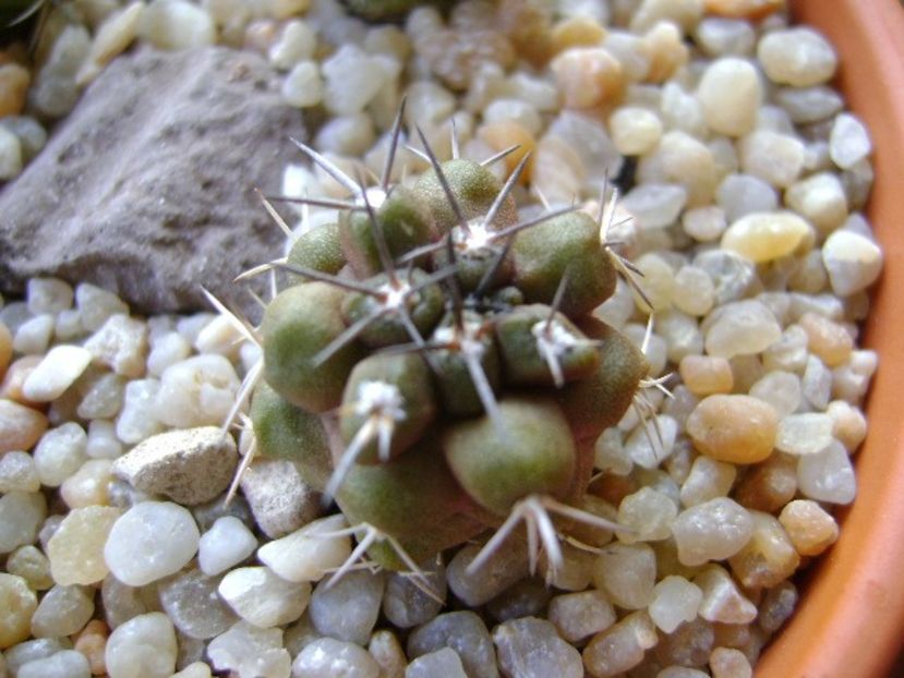 Copiapoa coquimbana v. fiedleriana - Cactusi 2018 continuare