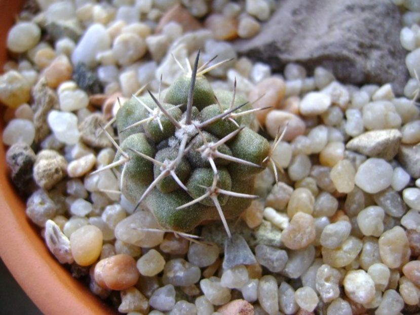 Copiapoa coquimbana v. fiedleriana - Cactusi 2018 continuare