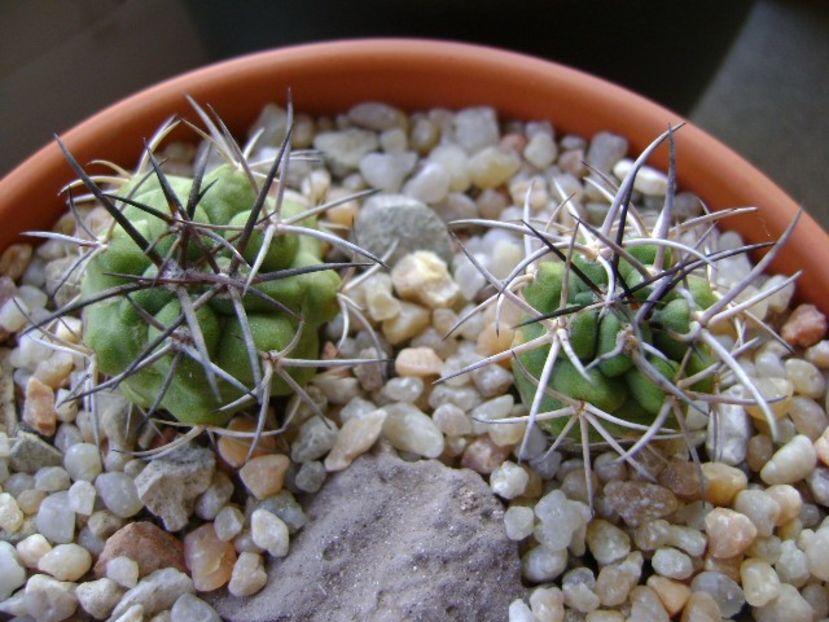 Copiapoa coquimbana v. wagenknechtii, 2 ex. - Cactusi 2018 continuare