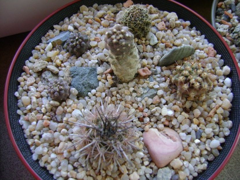 Grup de 6 cactusi - Cactusi 2018 continuare