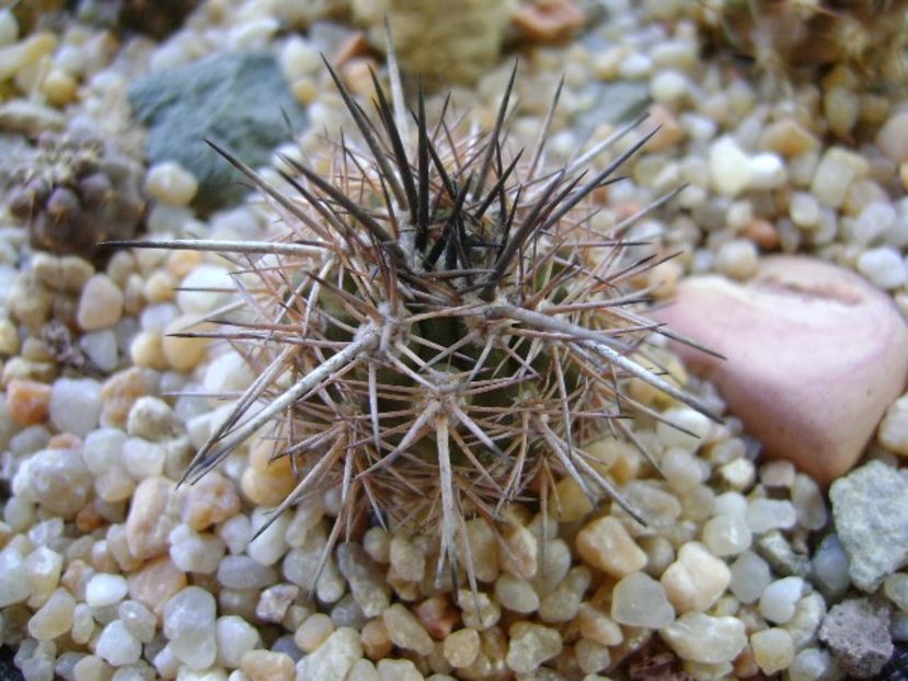 Eriosyce islayensis - Cactusi 2018 continuare