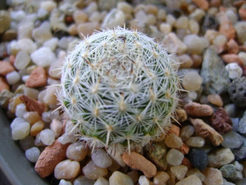 Mammillaria albata v. sanciro - Cactusi 2018 continuare