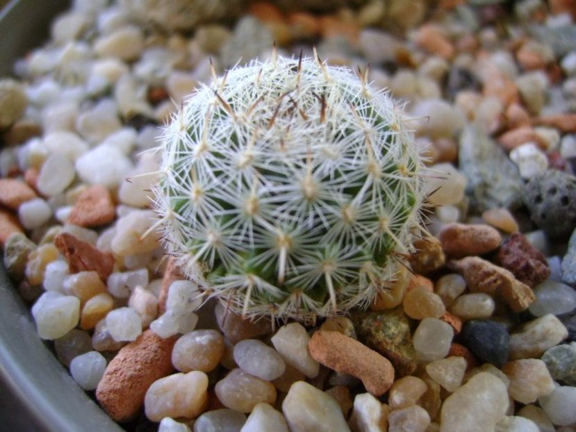 Mammillaria albata v. sanciro - Cactusi 2018 continuare