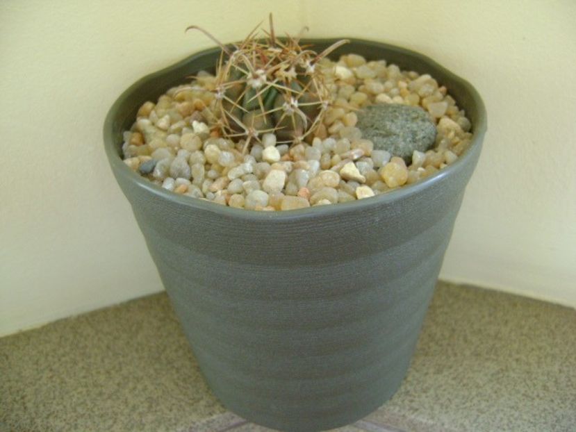 Ferocactus peninsulae ssp. townsendianus, Cabo San Lucas, Mx - Cactusi 2018 continuare