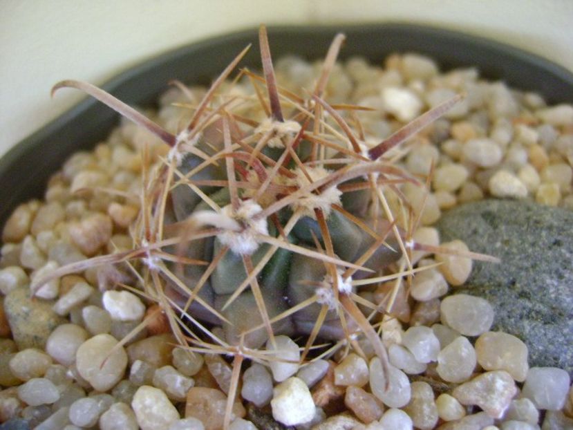 Ferocactus peninsulae ssp. townsendianus, Cabo San Lucas, Mx - Cactusi 2018 continuare