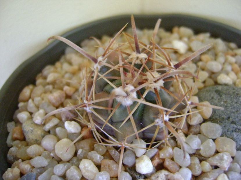 Ferocactus peninsulae ssp. townsendianus, Cabo San Lucas, Mx - Cactusi 2018 continuare