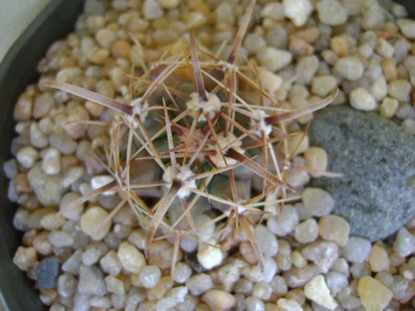 Ferocactus peninsulae ssp. townsendianus, Cabo San Lucas, Mx - Cactusi 2018 continuare