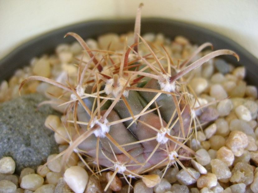 Ferocactus peninsulae ssp. townsendianus, Cabo San Lucas, Mx - Cactusi 2018 continuare