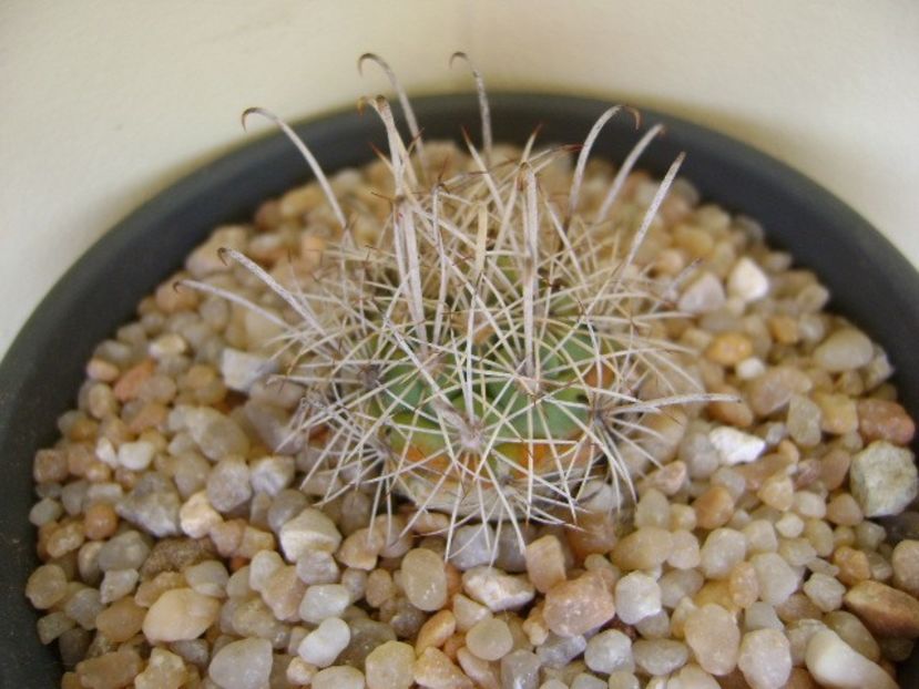 Ancistrocactus scheeri - Cactusi 2018 continuare