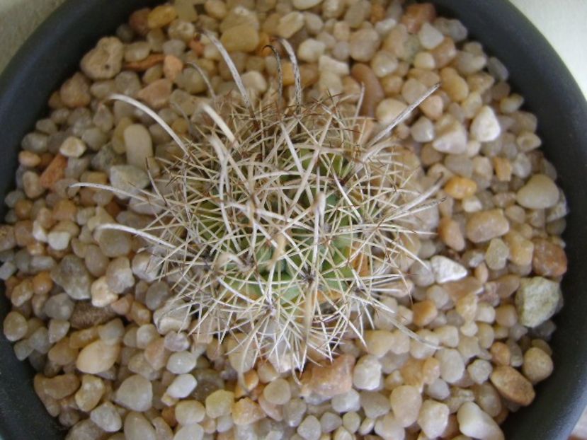 Ancistrocactus scheeri - Cactusi 2018 continuare