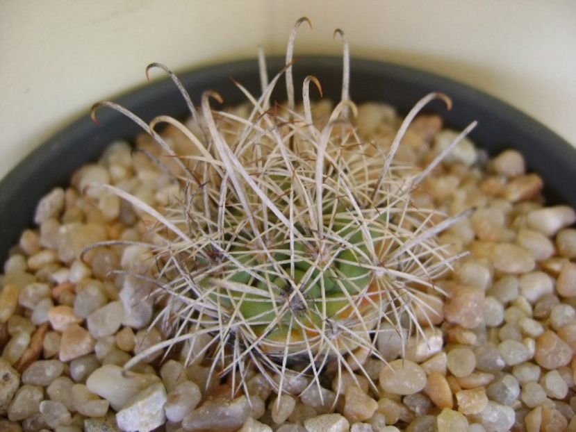 Ancistrocactus scheeri - Cactusi 2018 continuare