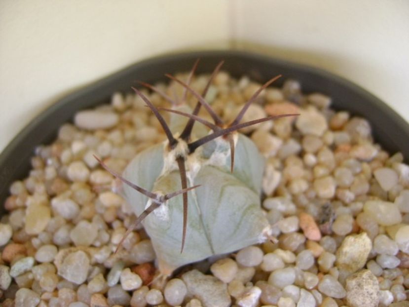 Echinocactus platyacanthus - Cactusi 2018 continuare