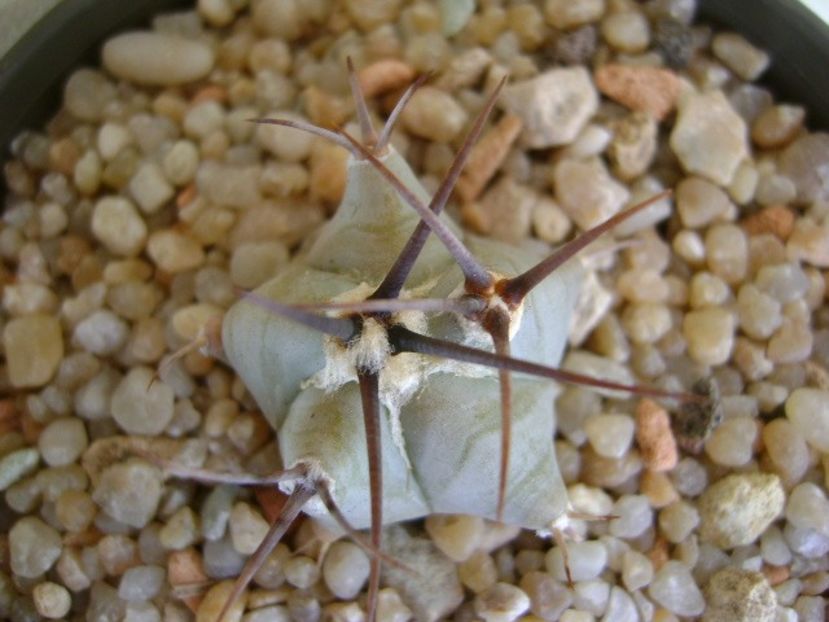 Echinocactus platyacanthus - Cactusi 2018 continuare