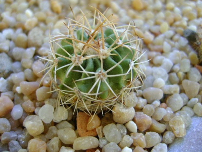 Echinofossulocactus hb. coptonogonus X albatus - Cactusi 2018 continuare