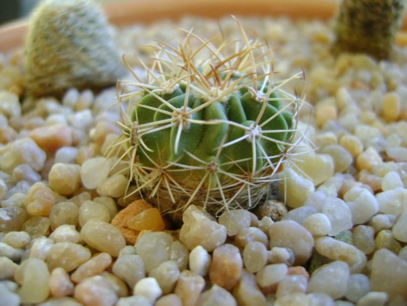 Echinofossulocactus hb. coptonogonus X albatus - Cactusi 2018 continuare