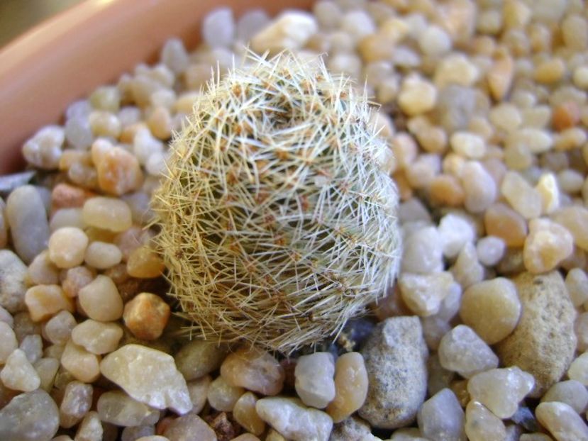 Mediolobivia mudanensis - Cactusi 2018 continuare