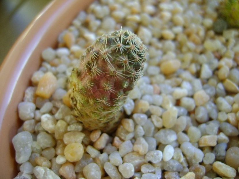 Mediolobivia eucalyptana - Cactusi 2018 continuare