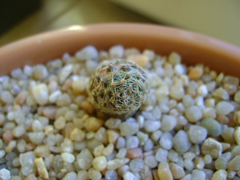 Mediolobivia eucalyptana - Cactusi 2018 continuare