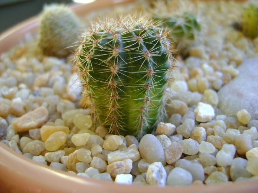 Echinopsis sp. variegata - Cactusi 2018 continuare