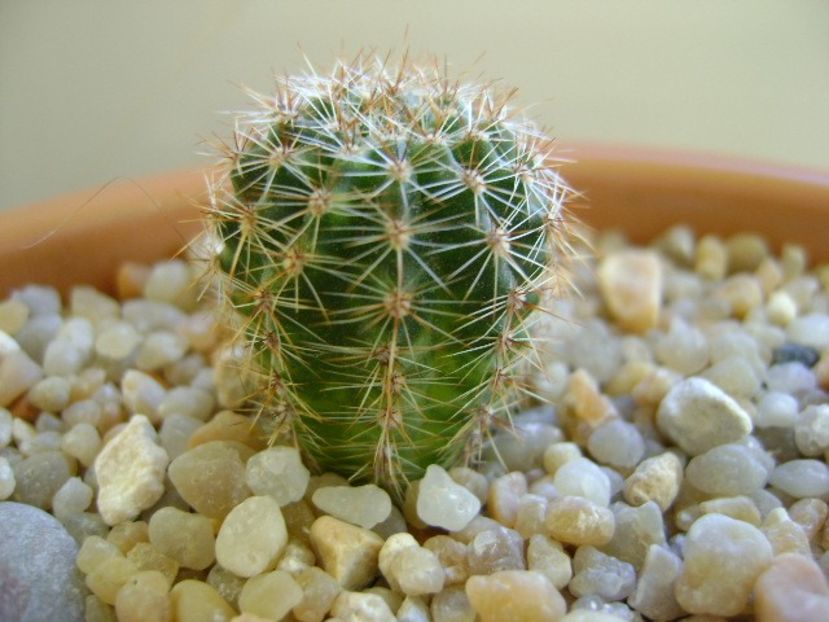 Echinopsis sp. variegata - Cactusi 2018 continuare