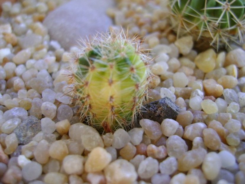 Echinopsis sp. variegata - Cactusi 2018 continuare