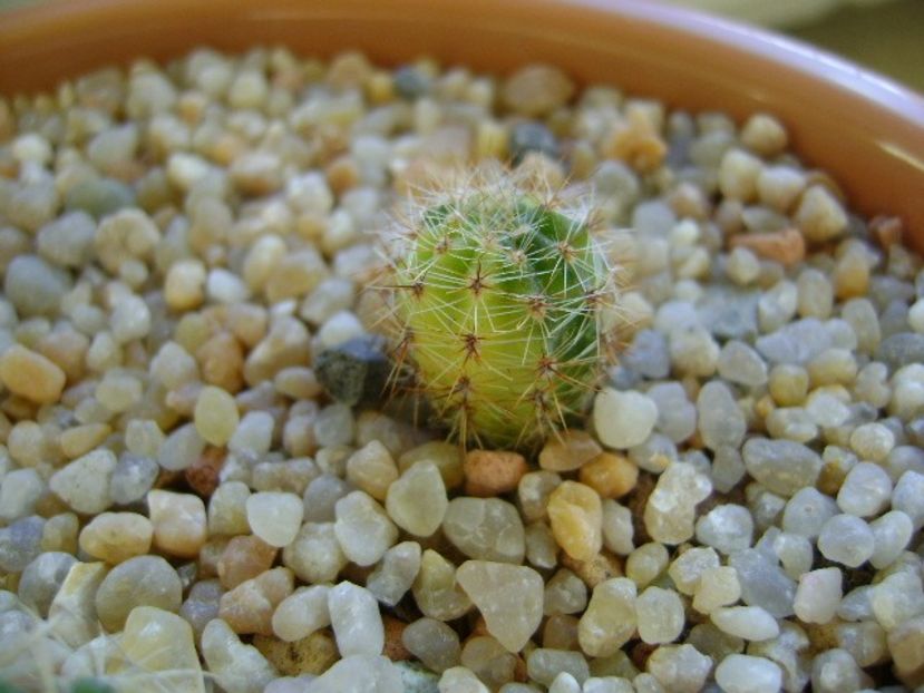 Echinopsis sp. variegata - Cactusi 2018 continuare