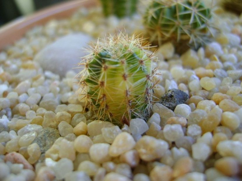 Echinopsis sp. variegata - Cactusi 2018 continuare