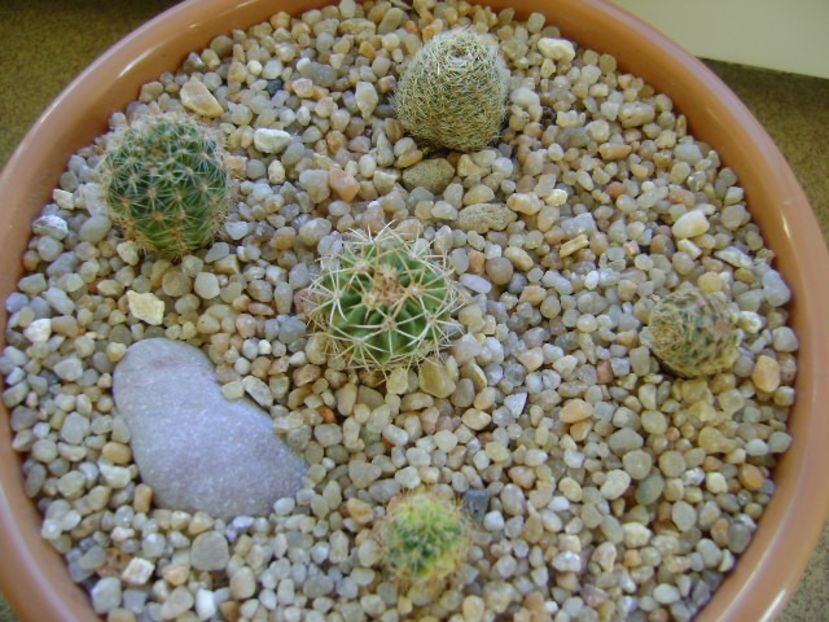 Grup de 5 cactusi - Cactusi 2018 continuare