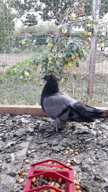 Singurul albastru de anul acesta - JDB-unicolori ALBAȘTRI