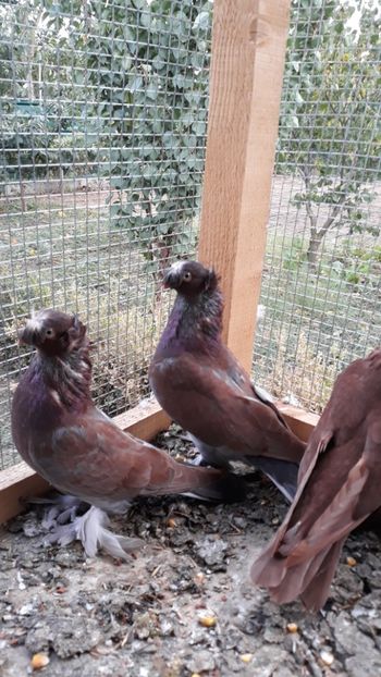 Frați din albaștri - JDB-unicolori ALBAȘTRI