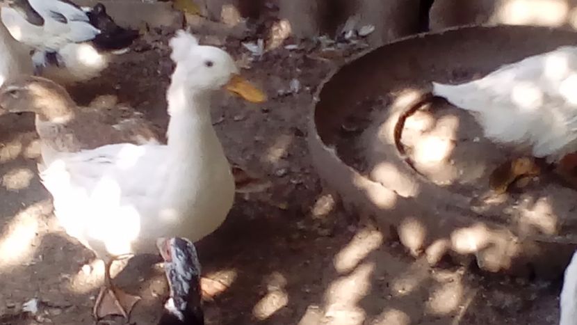 Răţoi alb moţat - Matca de rațe românești 2019