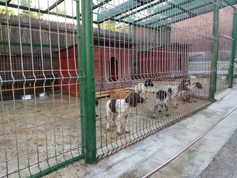  - BRAC GERMAN-DE VANZARE 2018