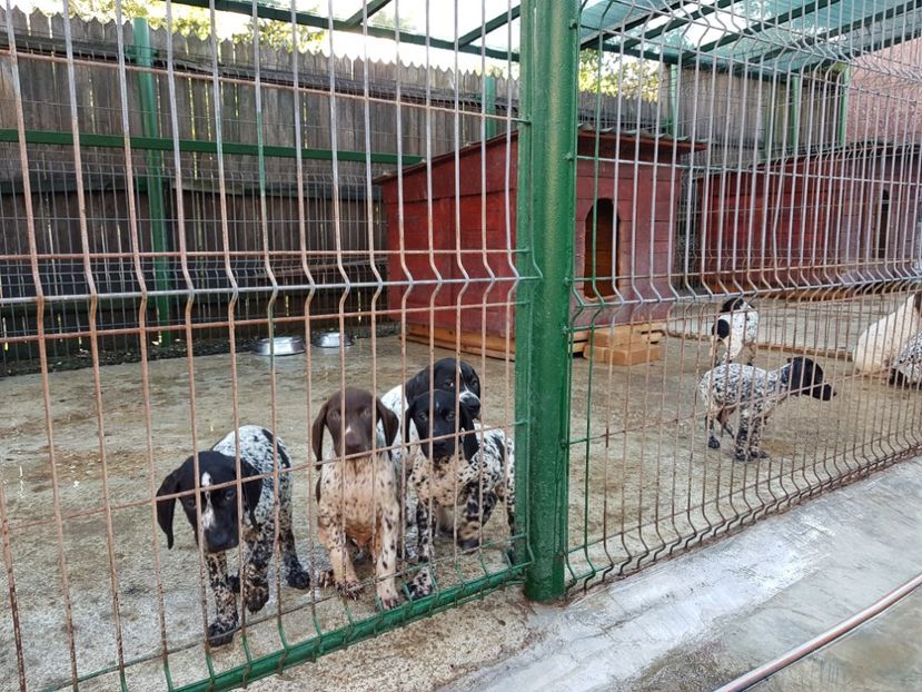  - BRAC GERMAN-DE VANZARE 2018