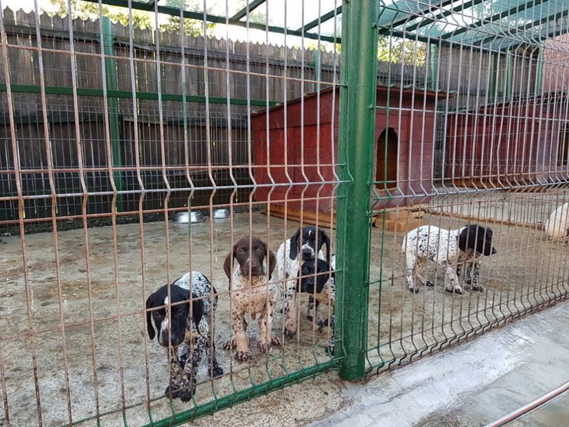  - BRAC GERMAN-DE VANZARE 2018