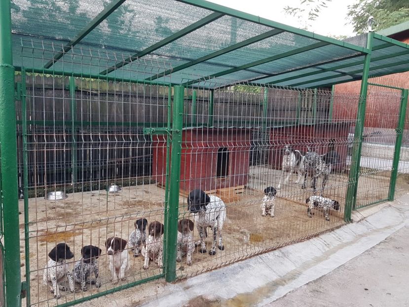  - BRAC GERMAN-DE VANZARE 2018