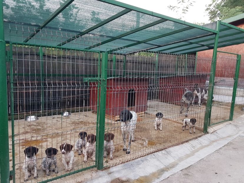  - BRAC GERMAN-DE VANZARE 2018