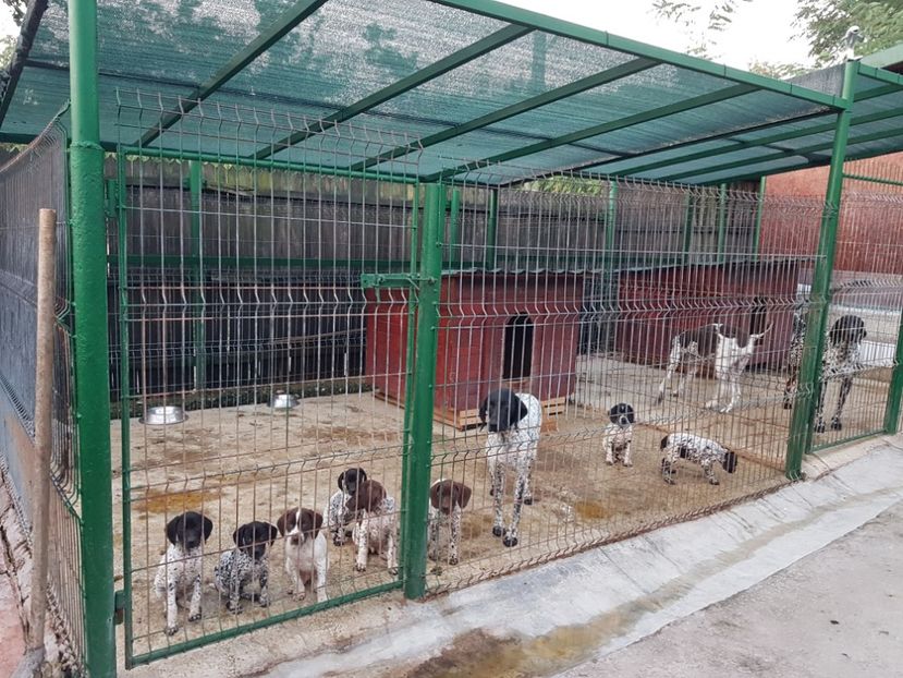  - BRAC GERMAN-DE VANZARE 2018