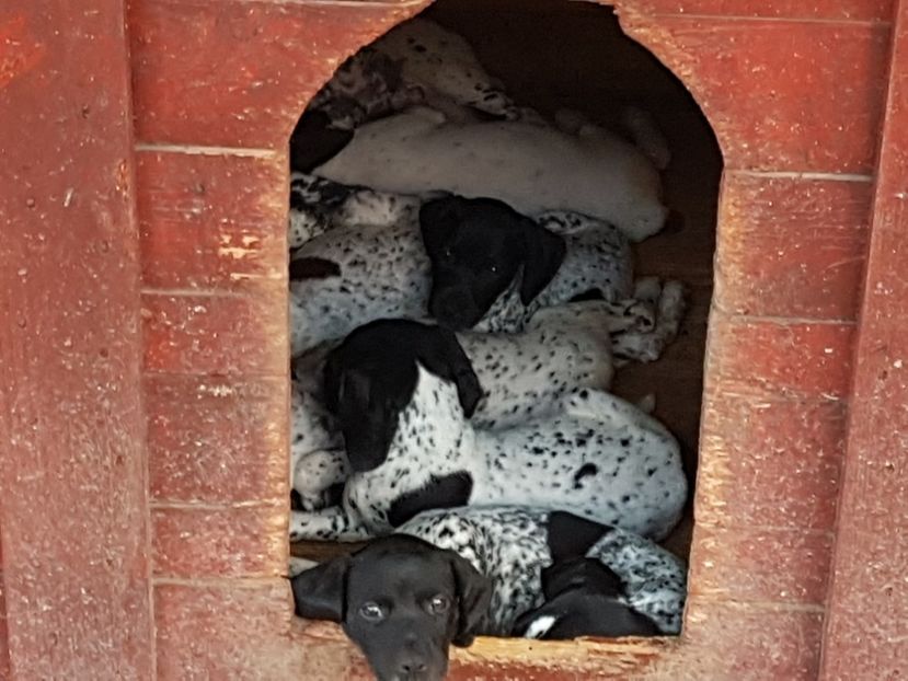  - BRAC GERMAN-DE VANZARE 2018