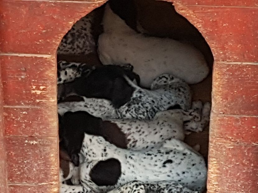  - BRAC GERMAN-DE VANZARE 2018