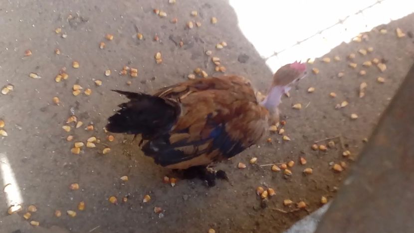  - Pui de găină pitică 2018