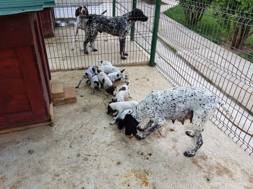  - BRAC GERMAN-DE VANZARE 2018