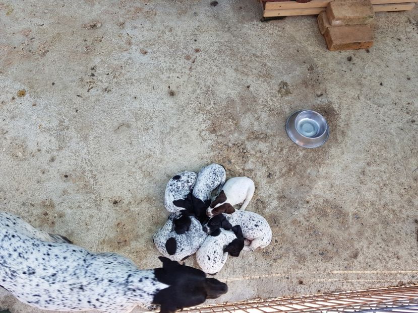  - BRAC GERMAN-DE VANZARE 2018